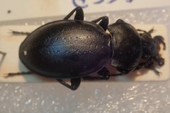 Carabus hungaricus hungaricus
