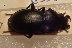 Carabus hungaricus hungaricus