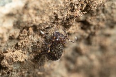 Ptenothrix italica