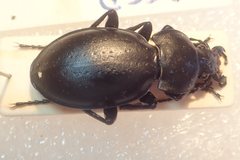 Carabus hungaricus hungaricus