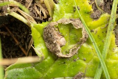 Anyphaena alboirrorata