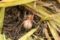 Anyphaena alboirrorata