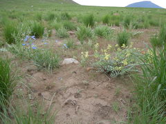 Astragalus curvicarpus