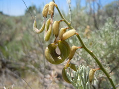 Astragalus curvicarpus
