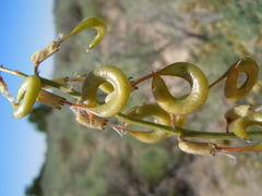Astragalus curvicarpus