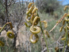 Astragalus curvicarpus