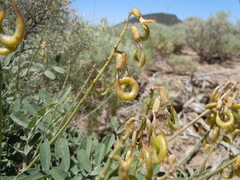 Astragalus curvicarpus