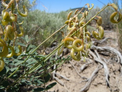 Astragalus curvicarpus