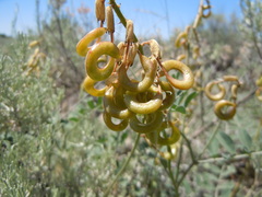 Astragalus curvicarpus