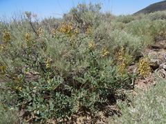 Astragalus curvicarpus
