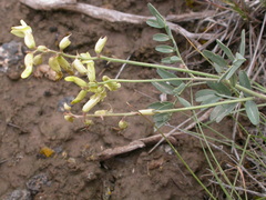 Astragalus curvicarpus