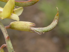 Astragalus curvicarpus