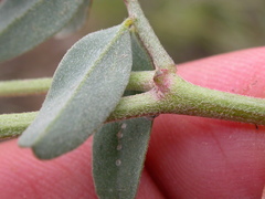 Astragalus curvicarpus