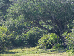 Panthera pardus kotiya