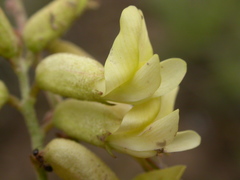 Astragalus curvicarpus