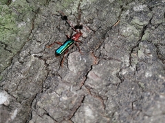 Compsocerus violaceus