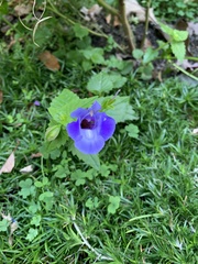 Torenia fournieri