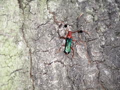 Compsocerus violaceus