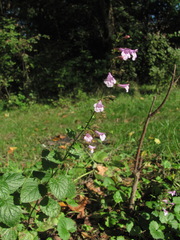 Clinopodium grandiflorum
