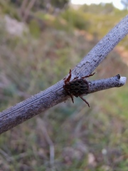 Dermacentor marginatus