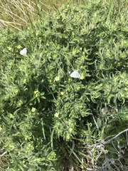 Lithospermum ruderale