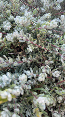 Extriplex californica