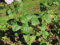 Clinopodium grandiflorum