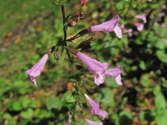 Clinopodium grandiflorum