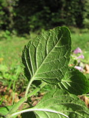 Clinopodium grandiflorum