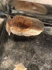 Pleurobranchaea tarda