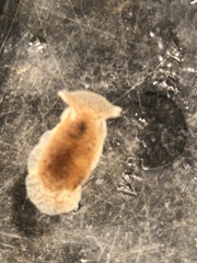 Pleurobranchaea tarda