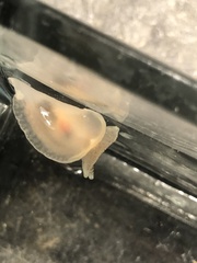 Pleurobranchaea tarda