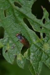 Heteromyzinae