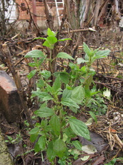 Chaiturus marrubiastrum