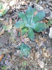 Agave potatorum