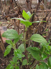 Chaiturus marrubiastrum