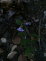 Salvia protracta