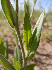 Camelina microcarpa