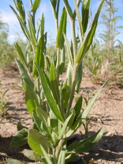 Camelina microcarpa