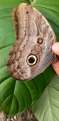 Caligo illioneus