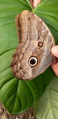 Caligo illioneus