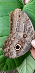 Caligo illioneus