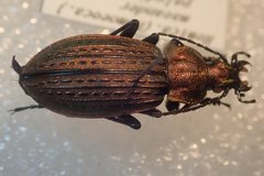 Carabus maeander paludis