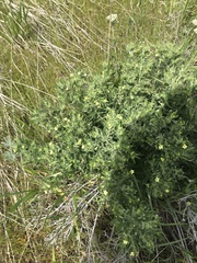 Lithospermum ruderale