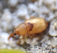 Notolomus basalis