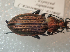 Carabus maeander paludis