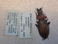 Carabus maeander paludis