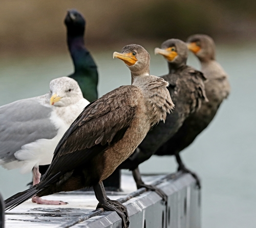 Double-crested Cormorant (Nannopterum auritum), photo 7
