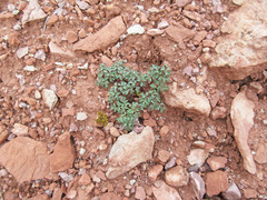 Cymopterus purpureus