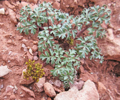 Cymopterus purpureus